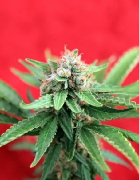Guayaka (Reggae Seeds) Regular Cannabis Seeds | On Sale!