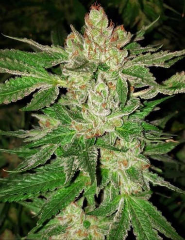Semillas Regulares Island G (Oni Seed Co) ❄️ Cogollos Escarchados