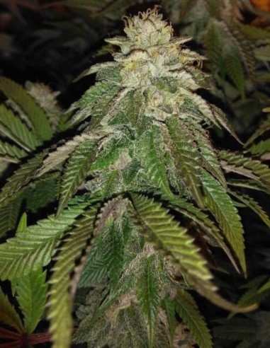 Hot Tropic Regular Samen (Oni Seed Co) 🍋 Kräftige Zitrone