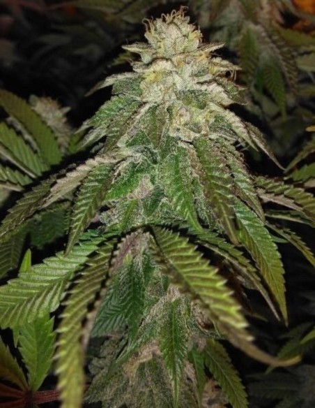 Hot Tropic Regular Samen (Oni Seed Co) 🍋 Kräftige Zitrone