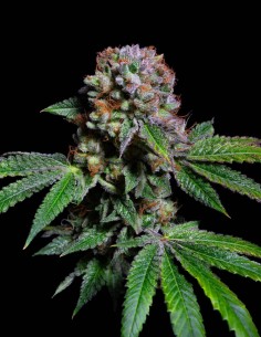 Aca-Dos Delight Samen (Pure Instinto) 💥 Bis zu 28 % THC