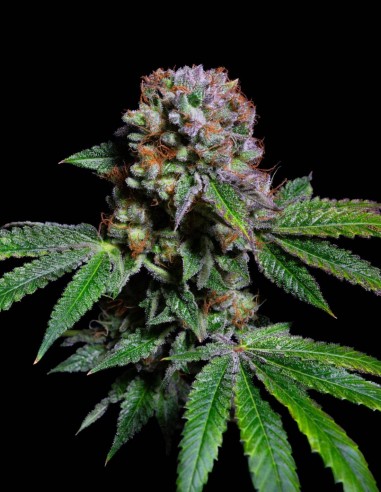 Aca-Dos Delight Samen (Pure Instinto) 💥 Bis zu 28 % THC