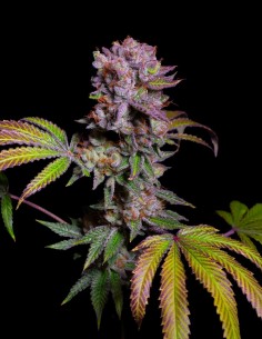 Aca-Dos Delight Samen (Pure Instinto) 💥 Bis zu 28 % THC 2