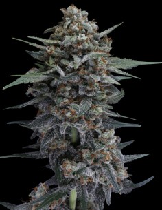 Alien Snack Auto Samen (Pure Instinto) 👽 Sativa-High