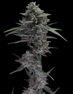 Alien Snack Auto Samen (Pure Instinto) 👽 Sativa-High 2
