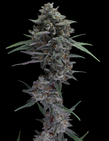 Alien Snack Auto Samen (Pure Instinto) 👽 Sativa-High