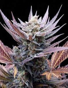 Cherry Cookies Samen (Pure Instinto) 🍒 Reichlich Harz