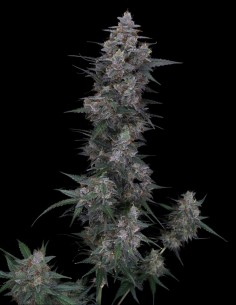 Chimera Crasher Samen (Pure Instinto) 🌿 Hoher Ertrag 2