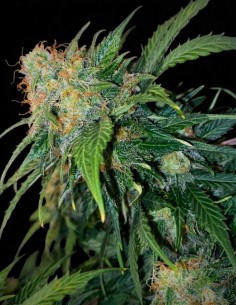 Clementine Dream Auto Samen (Pure Instinto) 🍊 Zitrusgeschmack
