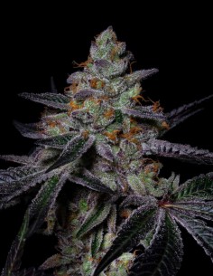 Diamond Dust Samen (Pure Instinto) 💎 Harzreich