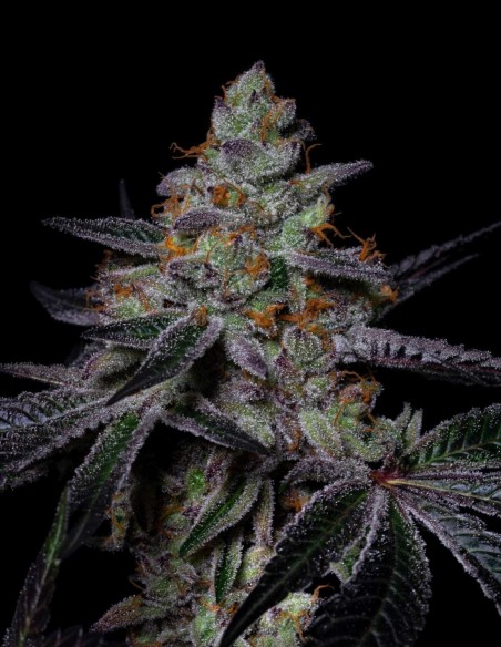 Diamond Dust Samen (Pure Instinto) 💎 Harzreich