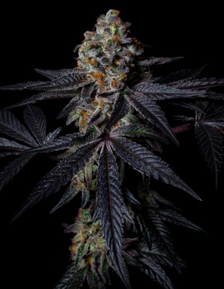 Diamond Dust Samen (Pure Instinto) 💎 Harzreich