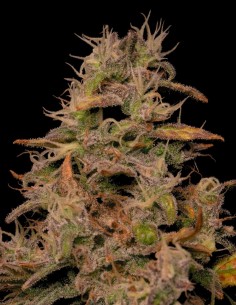 Forbidden Fruit Cake Samen (Pure Instinto) 🍒 Berry Kush