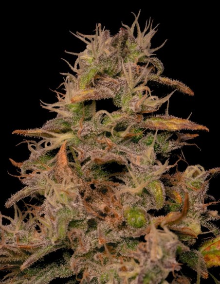 Forbidden Fruit Cake Samen (Pure Instinto) 🍒 Berry Kush