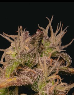 Forbidden Fruit Cake Samen (Pure Instinto) 🍒 Berry Kush 2
