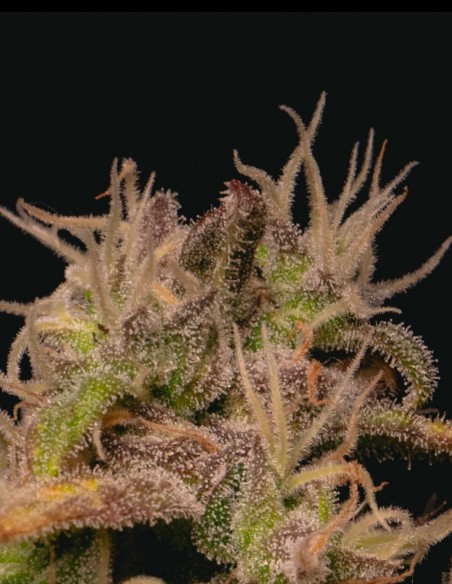 Forbidden Fruit Cake Samen (Pure Instinto) 🍒 Berry Kush