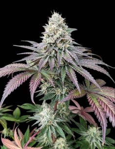 Garlic Cookies Samen (Pure Instinto) 🧄 Harzige Blüten
