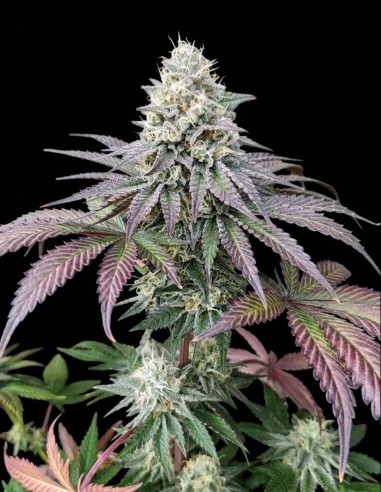 Garlic Cookies Samen (Pure Instinto) 🧄 Harzige Blüten