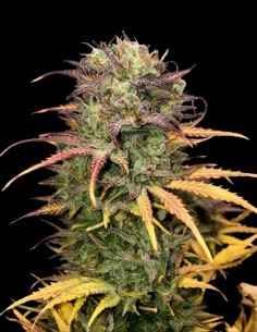 Girl Scout Kush Auto Samen (Pure Instinto) 🌿 Süße Kush