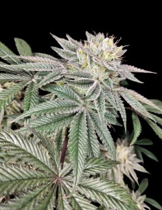 Golden Truffle Samen (Pure Instinto) 🌿 Tiefe Entspannung