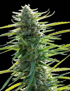 Colombian Gold Samen (World Of Seeds) 🌿 100 % Sativa