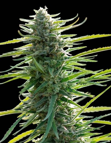 Semillas Colombian Gold (World Of Seeds) 🌿 100% Sativa