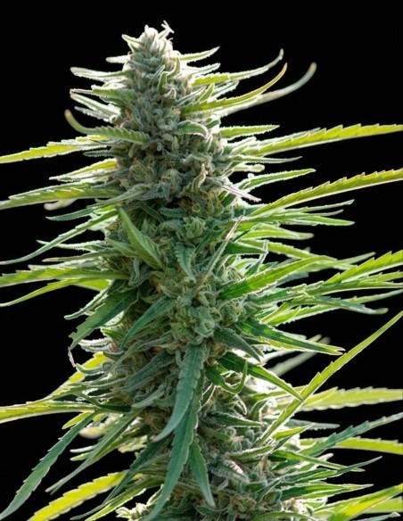 Semillas Colombian Gold (World Of Seeds) 🌿 100% Sativa