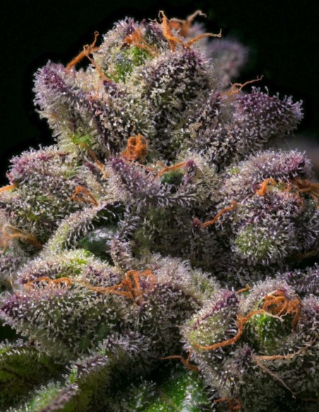 Semi Banana Hammock (Arcana Collective) 🍌 Fino al 30% di THC