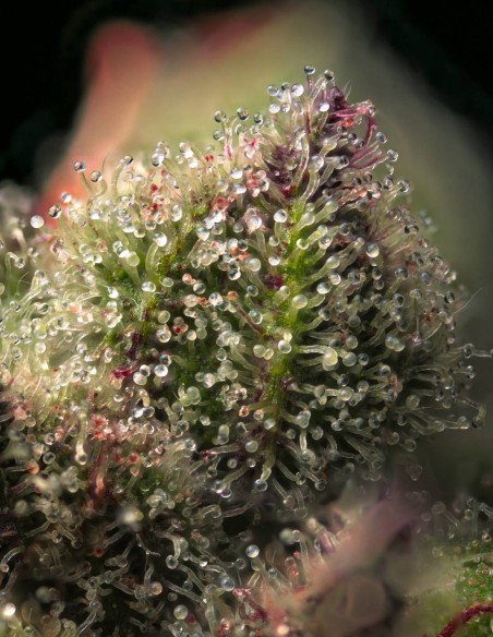 Semi Banana Hammock (Arcana Collective) 🍌 Fino al 30% di THC
