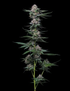MAC Hamma Seeds (Arcana Collective) 💥 THC élevé
