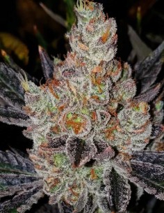 Graines 10th Planet R1 (Ethos Genetics) 🌿 Fleurs denses