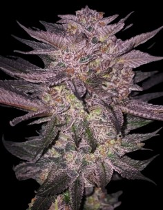 Graines Atomic Fuego R1 (Ethos Genetics) 🌿 Riches en résine