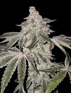 Graines Atomic Leisure R1 (Ethos Genetics) 💥 Effets puissants