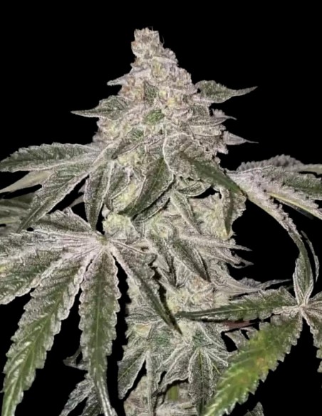 Graines Atomic Leisure R1 (Ethos Genetics) 💥 Effets puissants