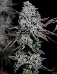 Graines Banana Daddy IBL Auto (Ethos Genetics) 🌴 Tropical
