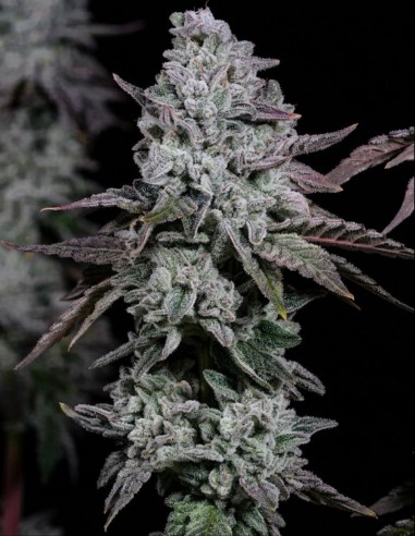 Graines Banana Daddy IBL Auto (Ethos Genetics) 🌴 Tropical