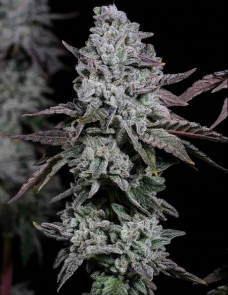 Graines Banana Daddy IBL Auto (Ethos Genetics) 🌴 Tropical