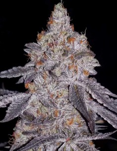 Graines Banana Daddy R1 (Ethos Genetics) 🍌 Fleurs denses
