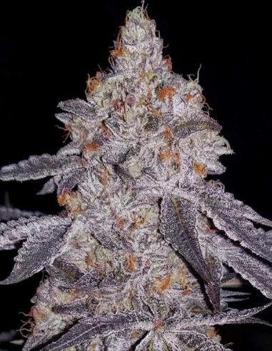 Graines Banana Daddy R1 (Ethos Genetics) 🍌 Fleurs denses