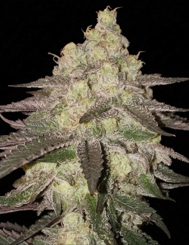 Graines Banana Daddy RBX2 Auto (Ethos Genetics) 🌿 Haut rendement