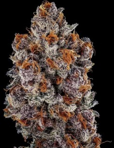 Graines Banana Hammock RBX (Ethos Genetics) 🍌 Fleurs violettes