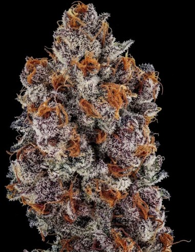 Graines Banana Hammock RBX (Ethos Genetics) 🍌 Fleurs violettes