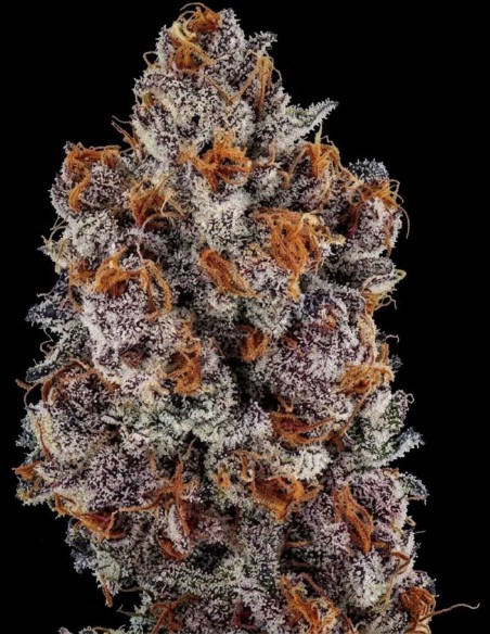 Graines Banana Hammock RBX (Ethos Genetics) 🍌 Fleurs violettes