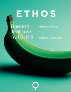 Graines Banana Jealousy RF3 Auto (Ethos Genetics) 🌿 Haut rendement