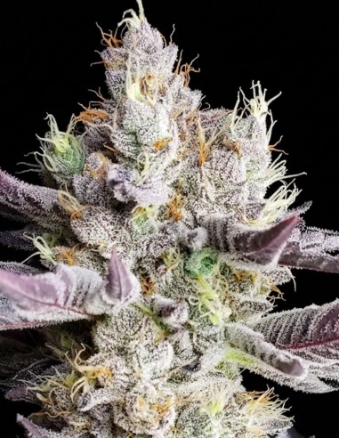 Graines BooBerry Cookies RBX (Ethos Genetics) 🍓 Haut rendement