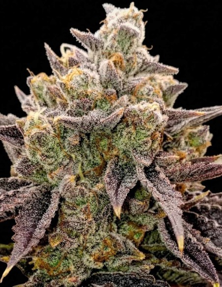 Semillas Bubble Gummy Auto (Ethos Genetics) 🍬 Tricomas abundantes