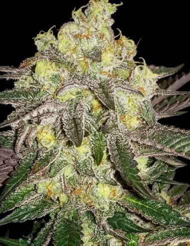 Semillas Candy Store RBX (Ethos Genetics) 🍭 Bayas confitadas