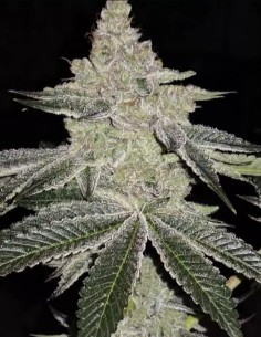 Semillas Chama R1 (Ethos Genetics) 🍋 Fresco sabor cítrico