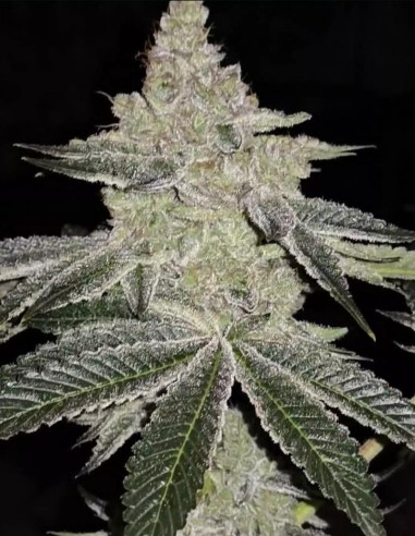 Semillas Chama R1 (Ethos Genetics) 🍋 Fresco sabor cítrico