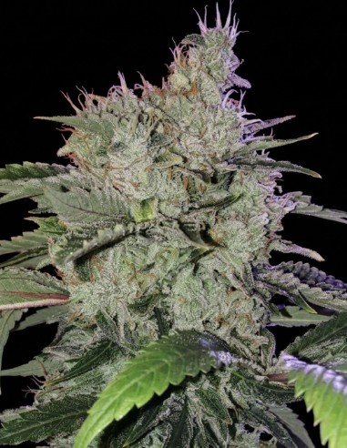 Semillas Chem Funk R1 (Ethos Genetics) 🌿 Alta producción